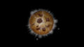 超夯放置系遊戲《Cookie Clicker》 確定登陸家機平台，連 Nintendo Switch 2 都有份！